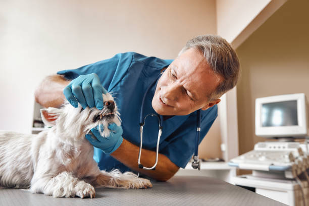 Best 24-Hour Emergency Dentist in West Yarmouth, MA